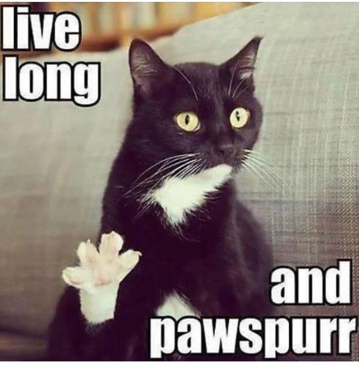 Кот здарова