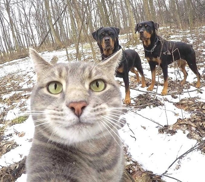Селфи кота Мэнни
