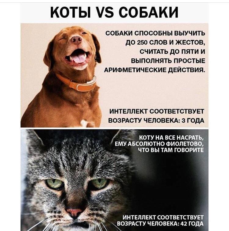 Собаки лучше людей