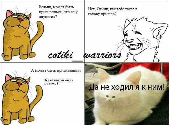 Коты Воители мемы