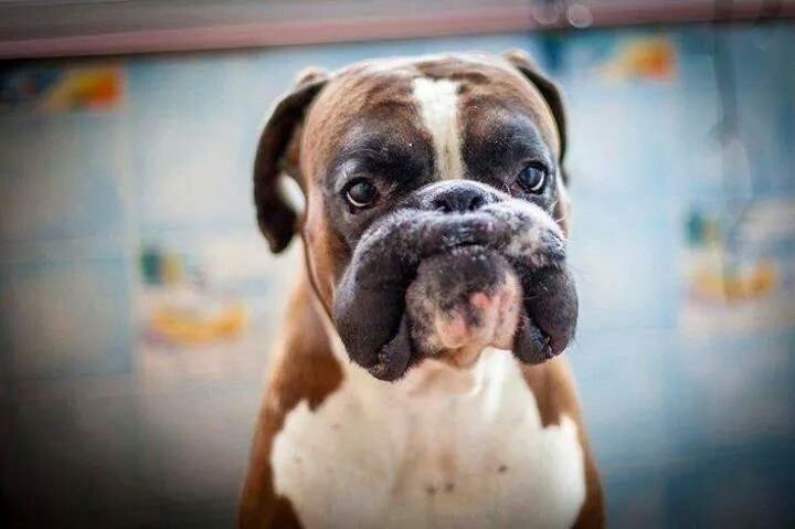 Немецкий боксёр