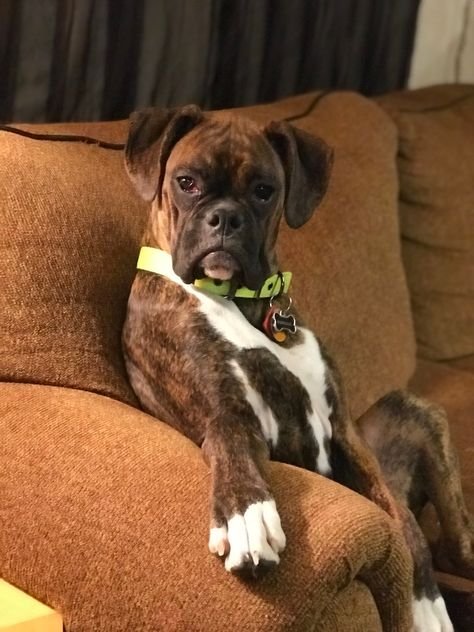 Смешные собаки боксеры