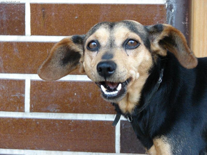 Щенок Бобик