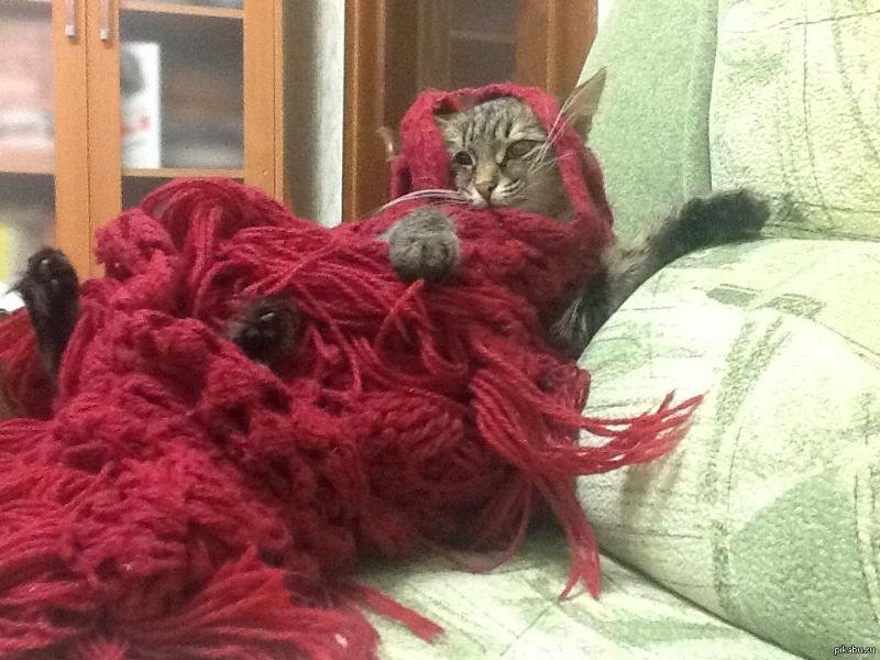 Котенок запутался