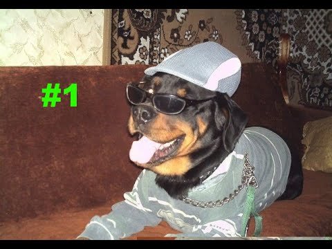 Собачка бобйг