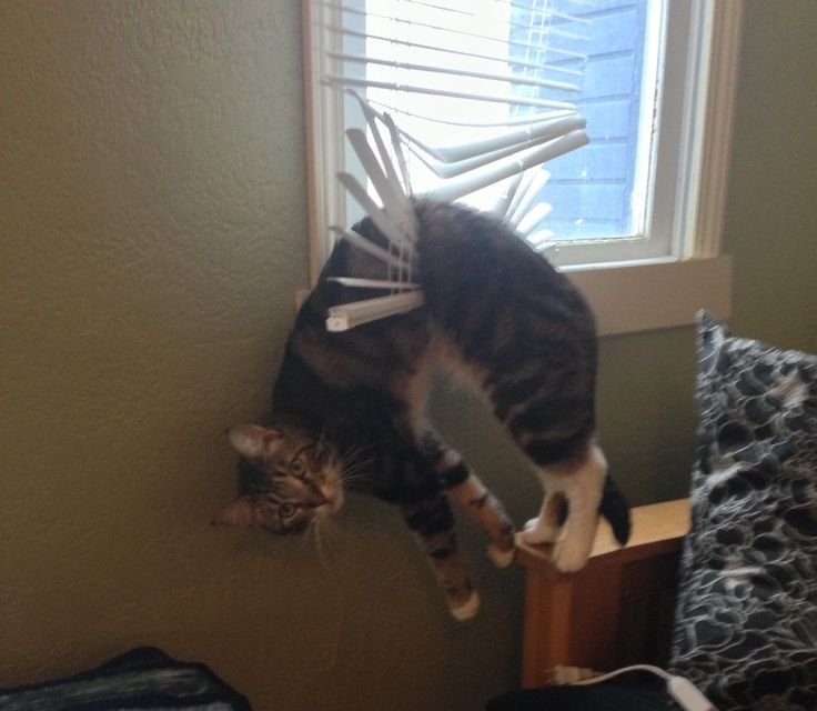 Коты в смешных ситуациях