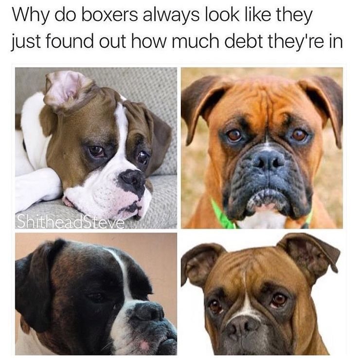 Собака боксер Мем