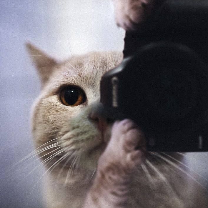 Кот фоткает