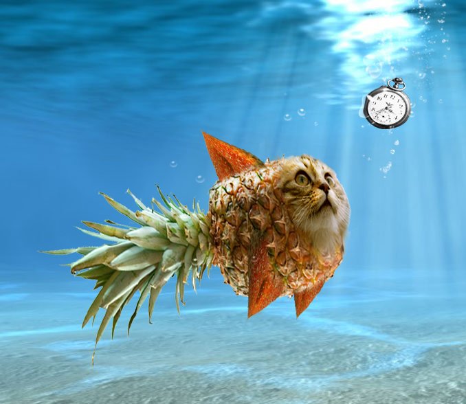 Кот с ананасом на голове