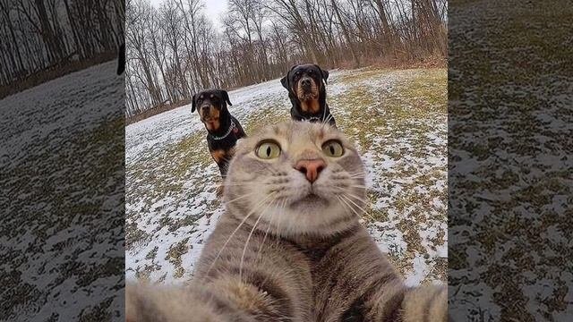 Селфи кота на фоне собак