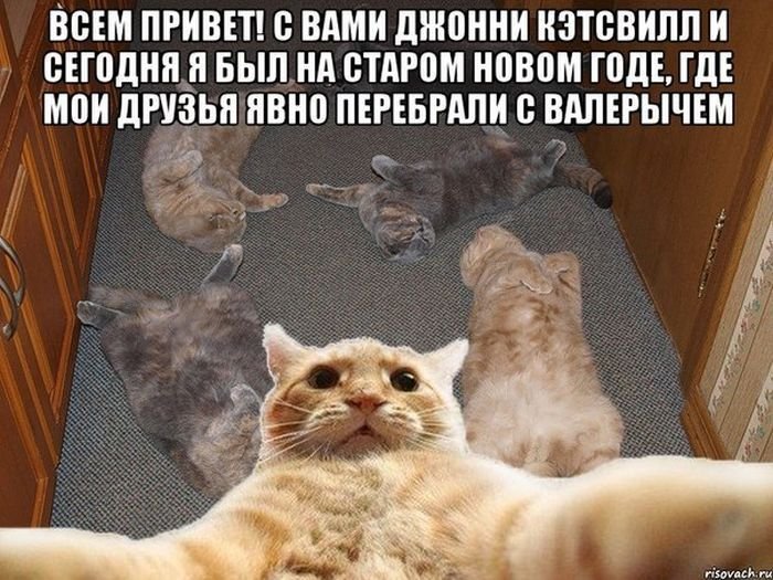Кот Джонни Кэтсвилл