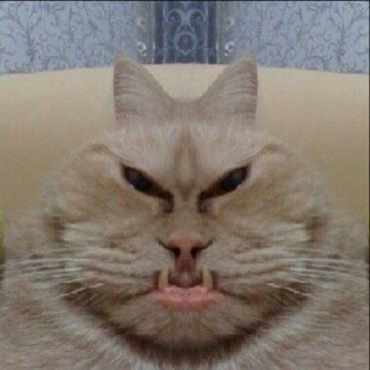Кот Мем