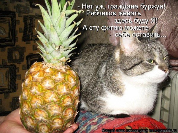 Котик в ананасе