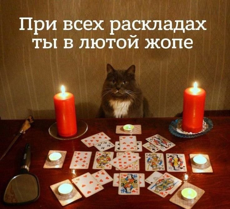 Кошка гадалка