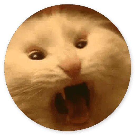 Котик кричит Мем