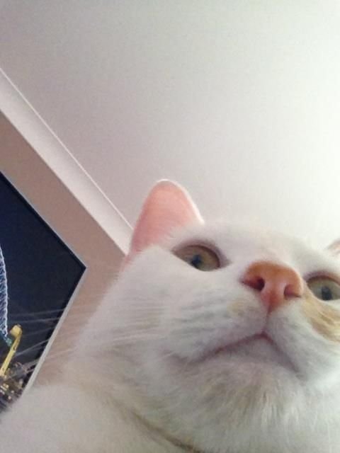 Селфи белых котов
