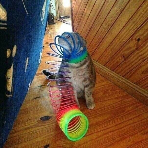 Любопытство сгубило кошку