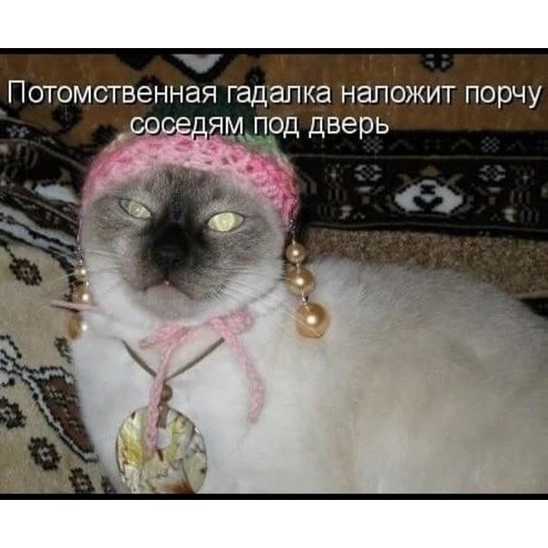 Смешные фото гадалок