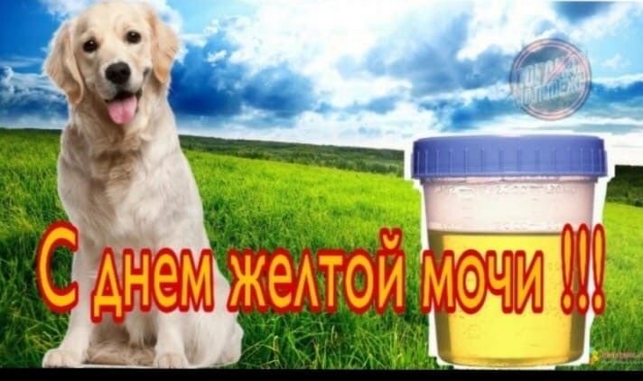 С днем желтой мочи