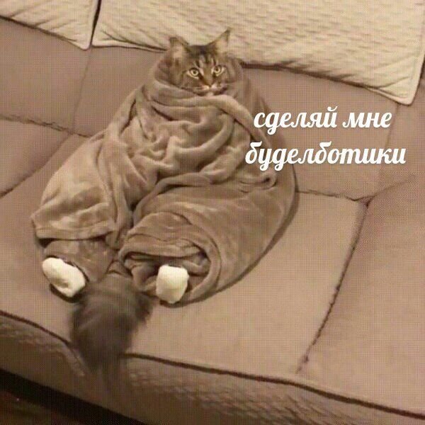 Котенок закутанный в одеяло