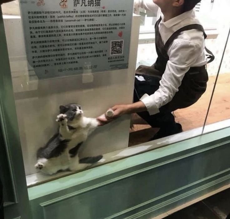 Кот в витрине