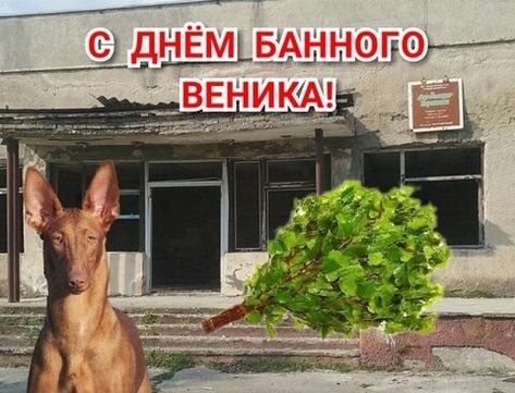 С днём дня Мем с собакой