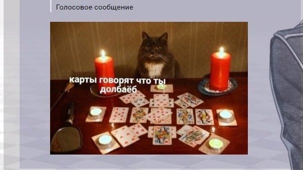 Кот с картами Таро Мем