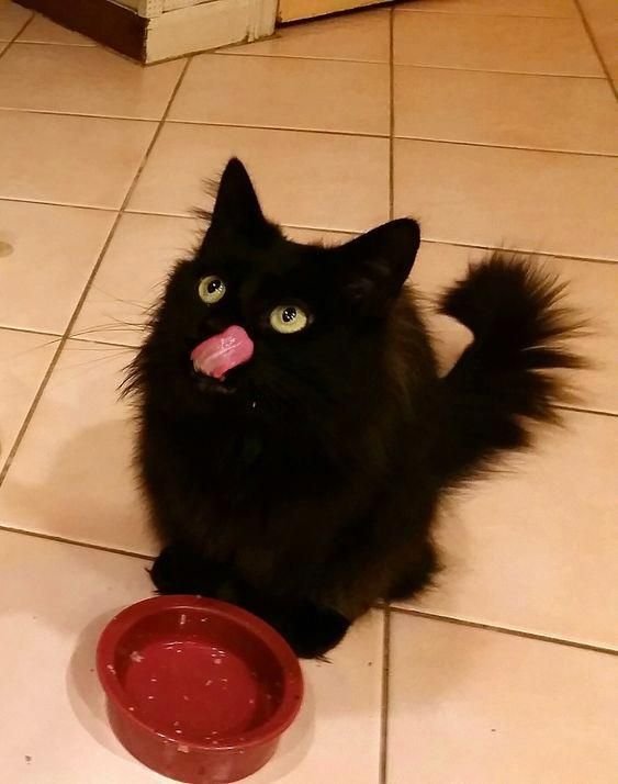 Черная пушистая кошка