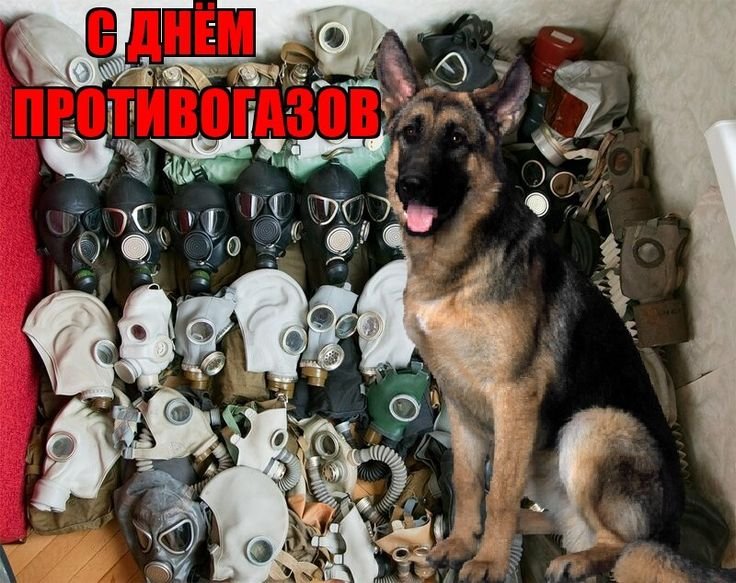 С праздником мемы собаки