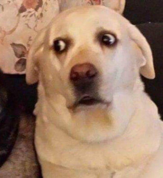 Мемы с собаками