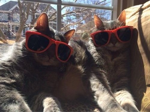 Котик с очками