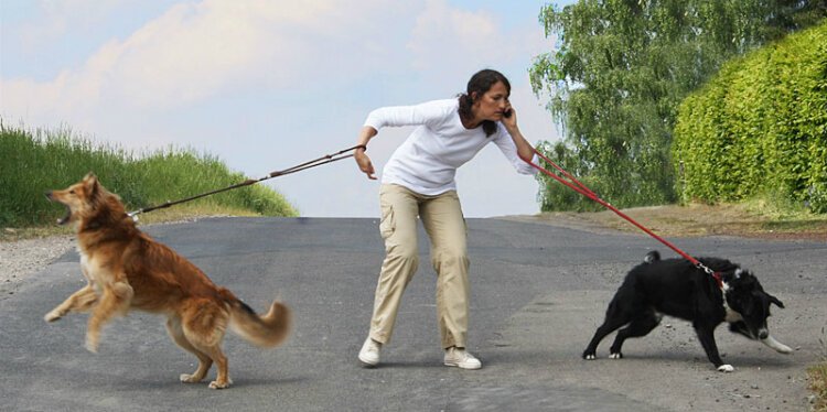 Человек с двумя собаками на поводке