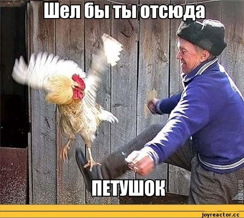 Пнул петуха