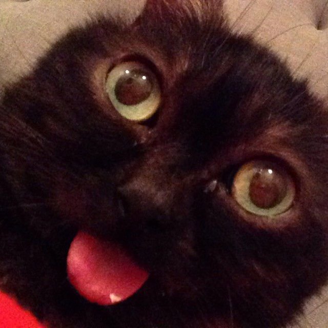 Черный кот с высунутым языком Мем