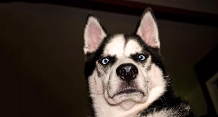 Хаски смешные