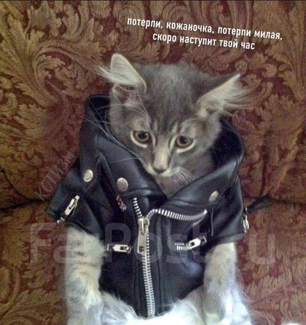 Котик в Кожанке