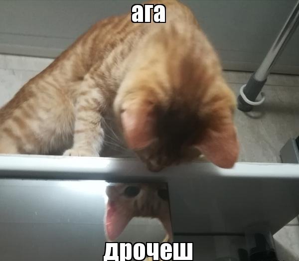 Кот ага Мем