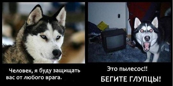 Прикольные хаски с надписями