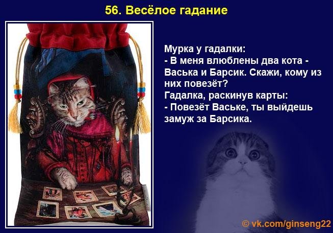 Кот гадалка