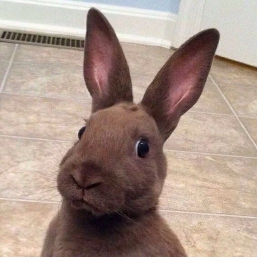 Смешной кролик