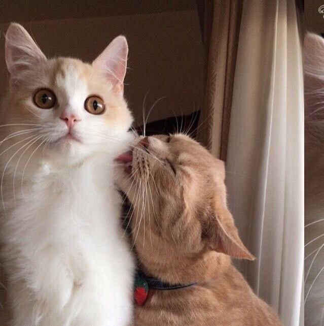 С котами на аву парные