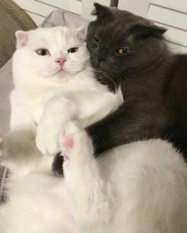 Черный и белый котик обнимаются