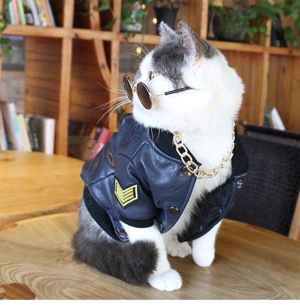 Кот в кожаной куртке