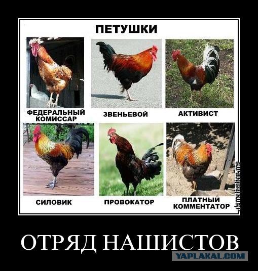 Пинает петуха Мем