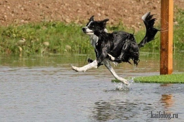 Смешно бежит