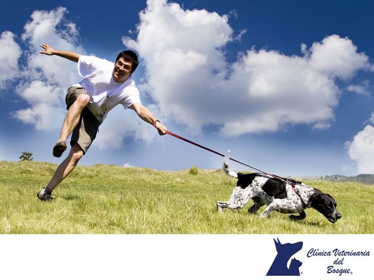 Собака бежит