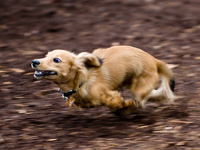 Собака торопится