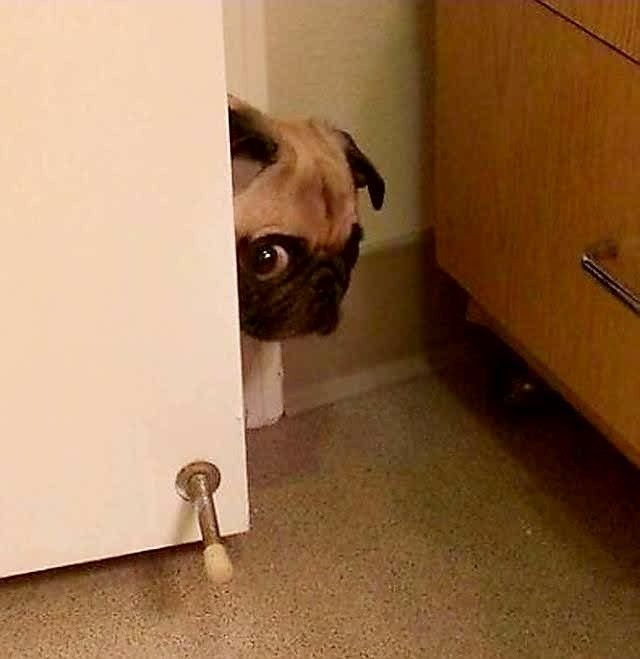 Собака в углу