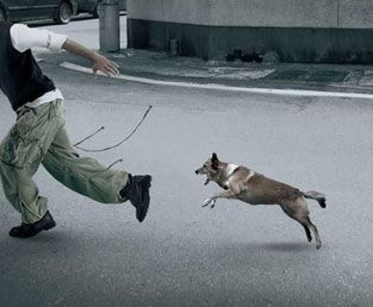 Собака бежит за человеком