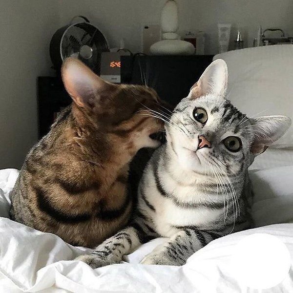 Кот Мем парные